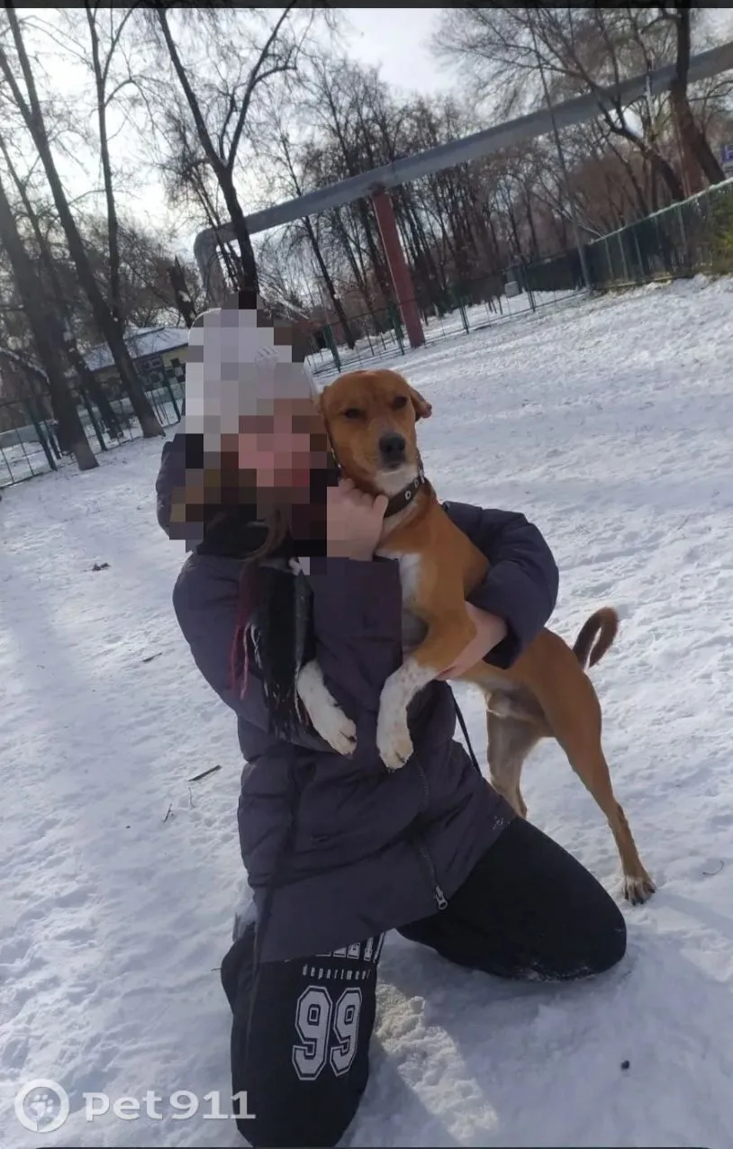 Пропала собака в Тюмени — фото питомца