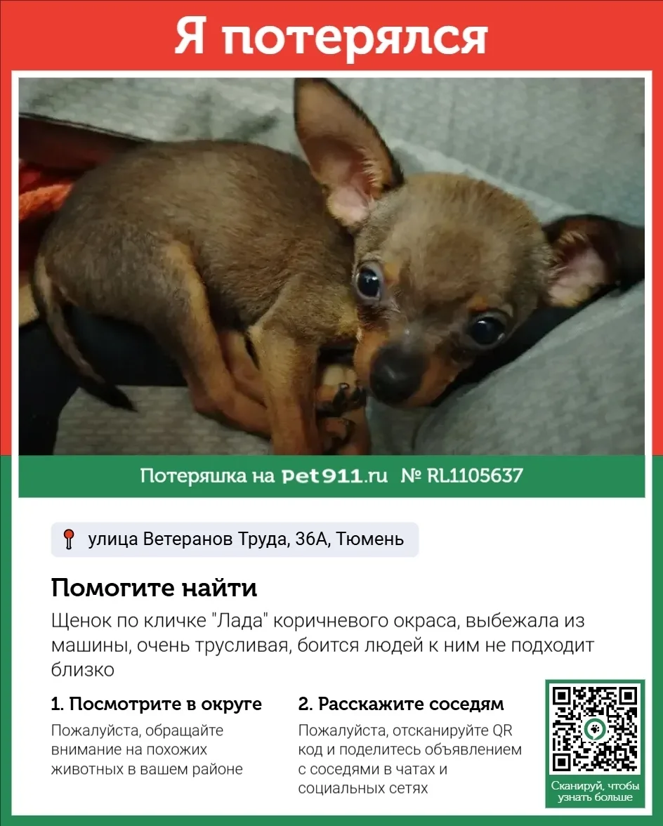 Пропала собака в Тюмени — фото питомца