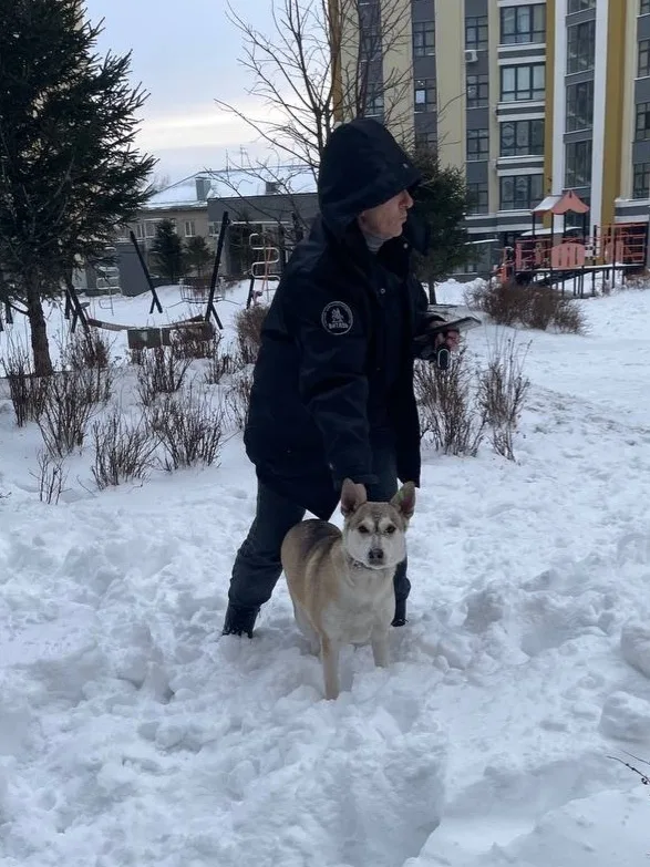Найдена собака в Барнауле — фото питомца