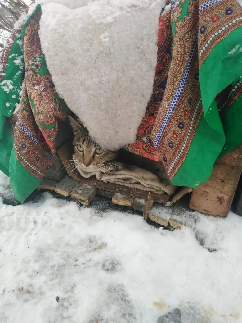 Найдена кошка в Барнауле — фото питомца
