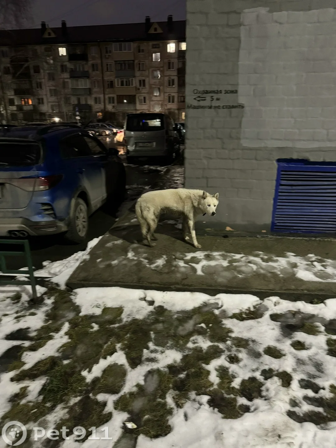 Найдена собака в Тюмени — фото питомца