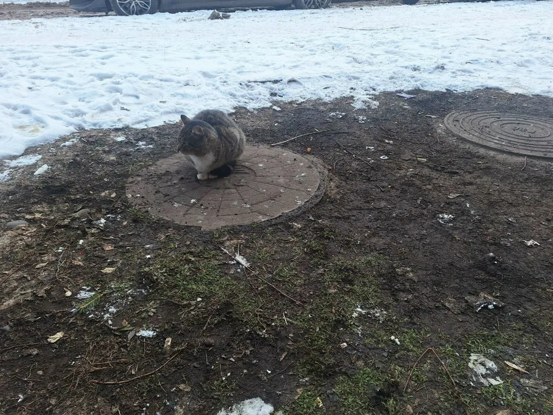 Найдена кошка в Красноярске — фото питомца