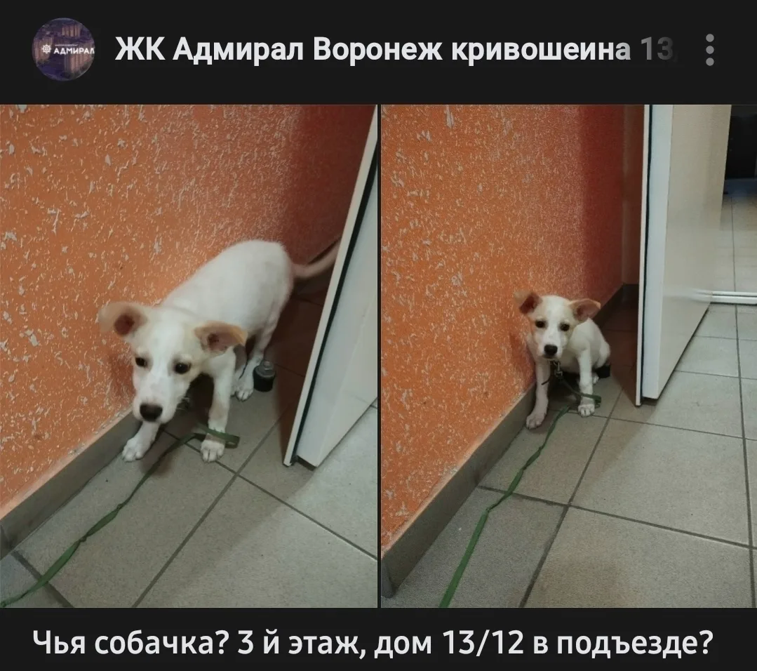 Найдена собака в Воронеже — фото питомца