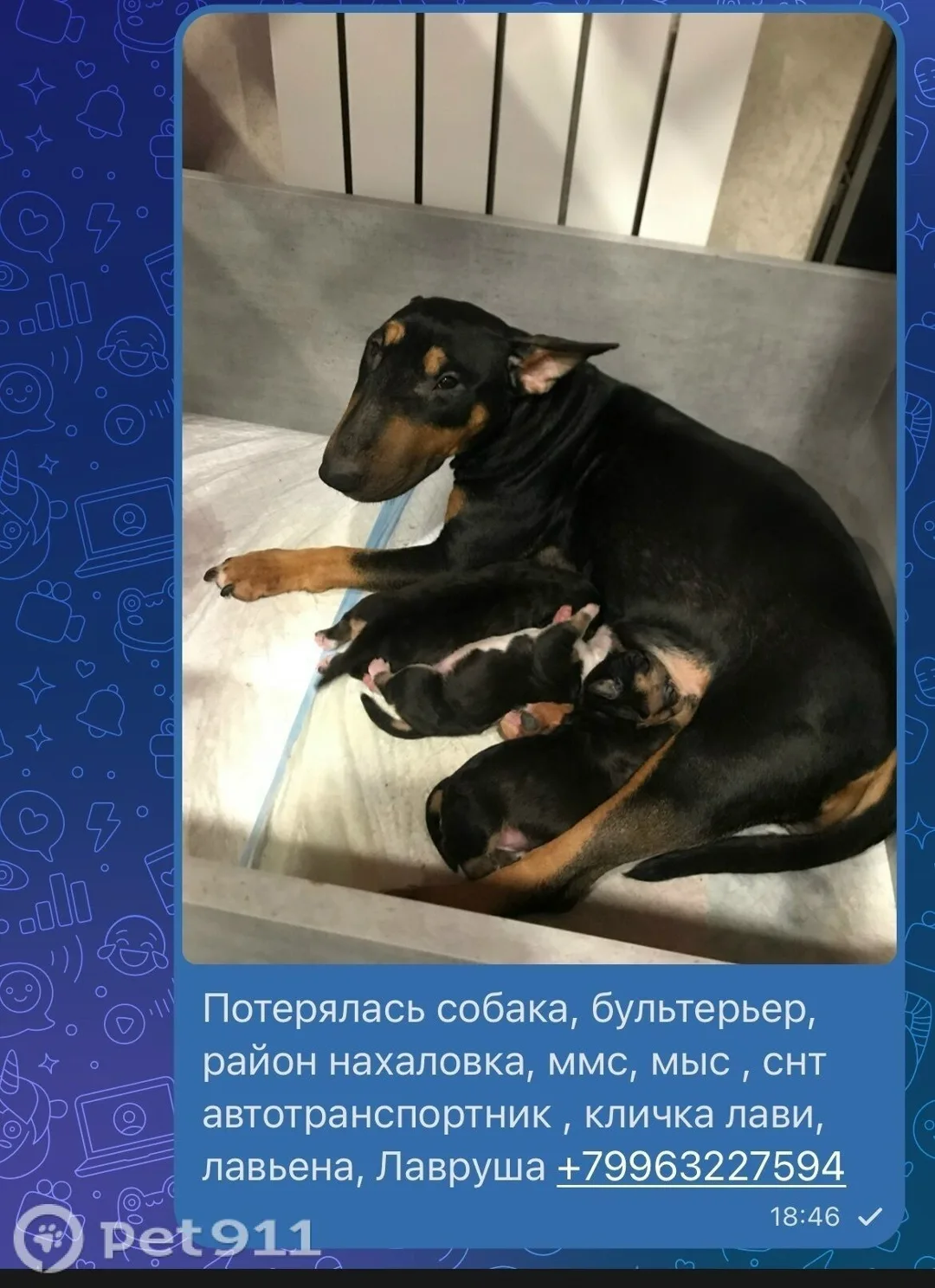 Пропала собака в Тюмени — фото питомца