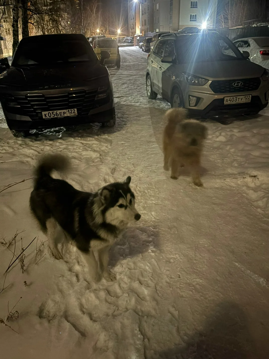 Найдена собака в Барнауле — фото питомца