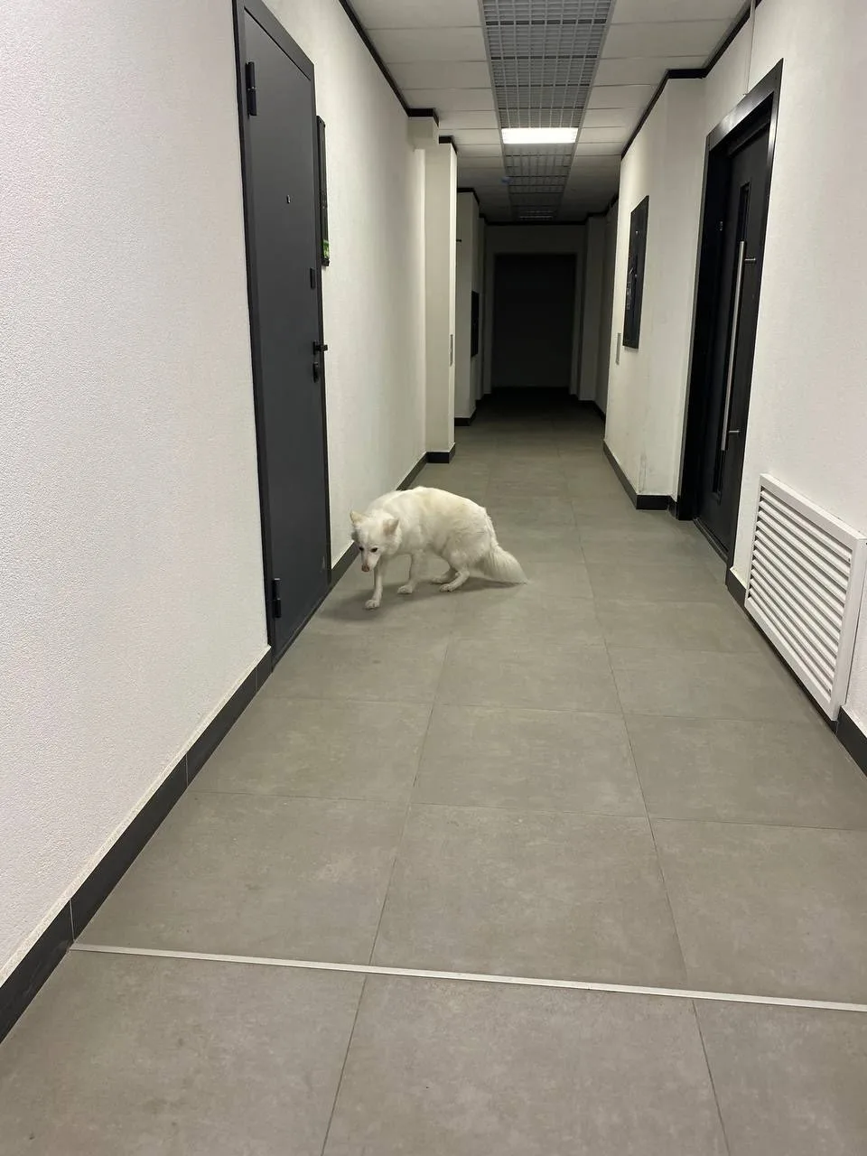 Найдена собака в Барнауле — фото питомца