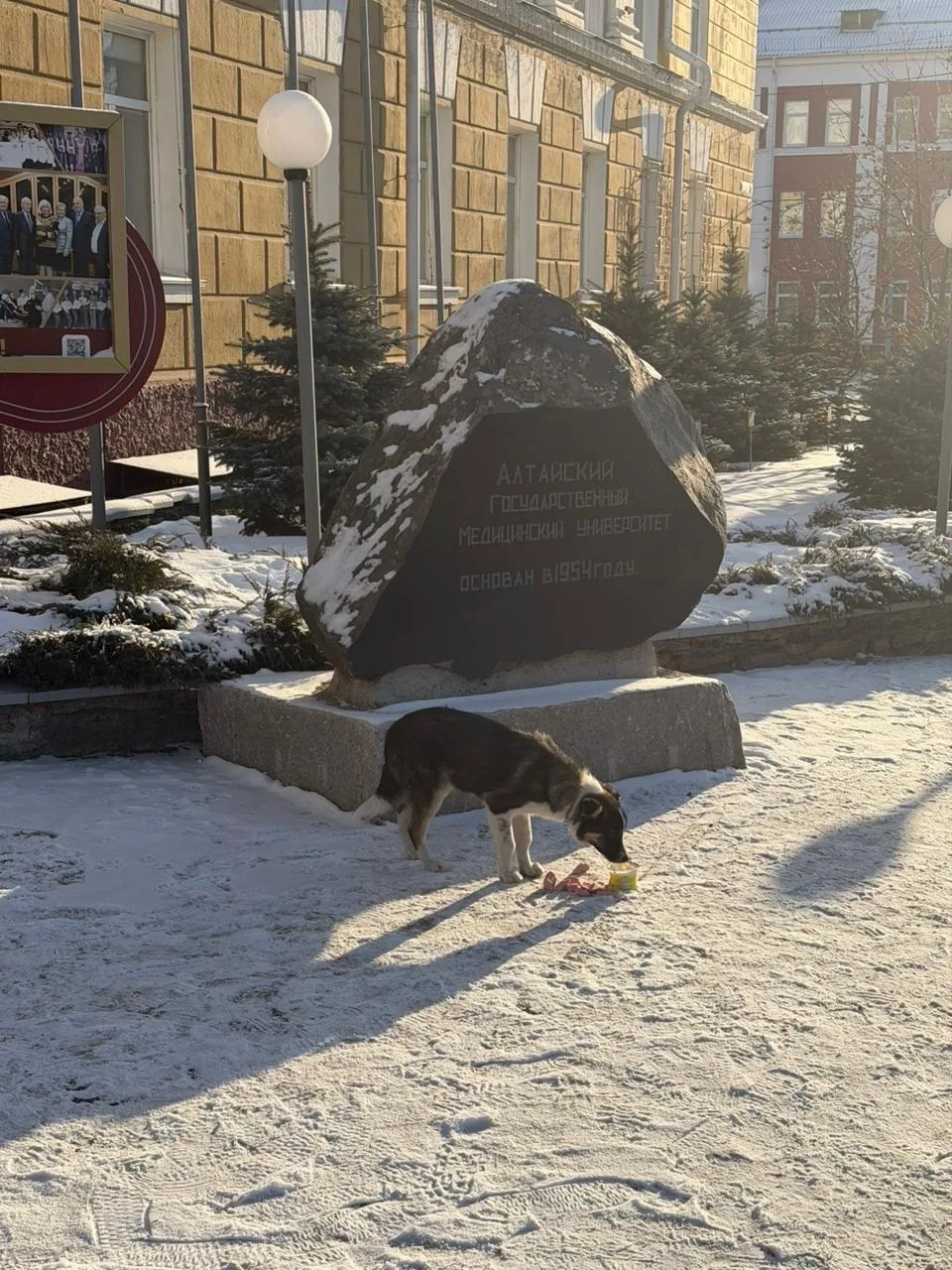 Найдена собака в Барнауле — фото питомца