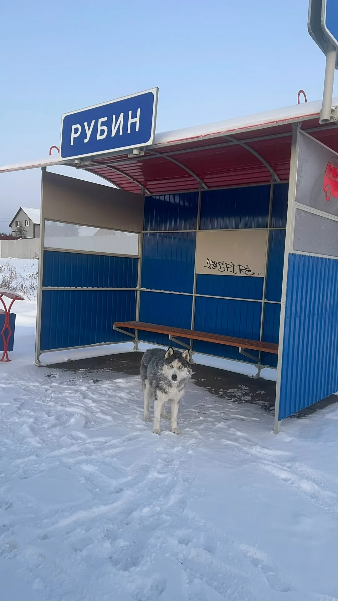 Найдена собака в Красноярске — фото питомца