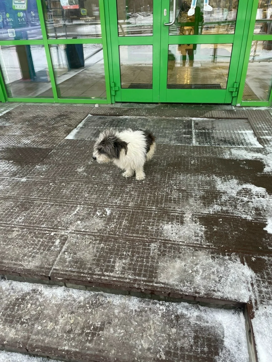 Найдена собака в Барнауле — фото питомца