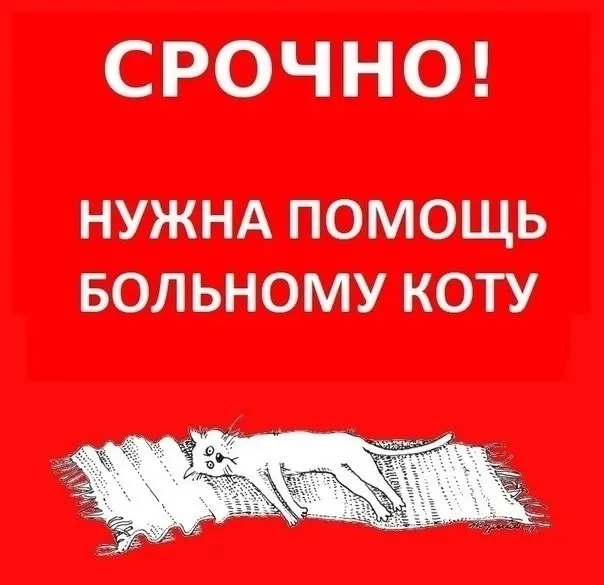 Пропала кошка в Вологде — фото питомца