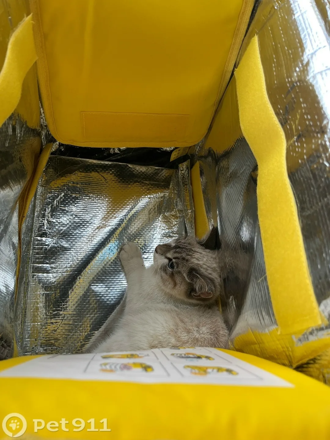 Найдена кошка в Тюмени — фото питомца