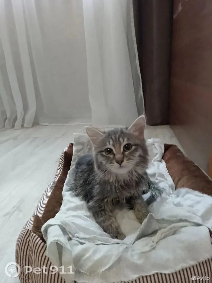 Найдена кошка в Тюмени — фото питомца