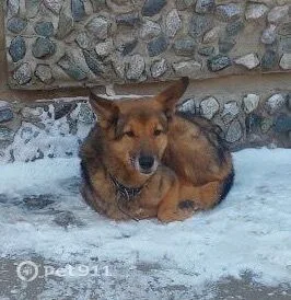 Найдена собака в Тюмени — фото питомца