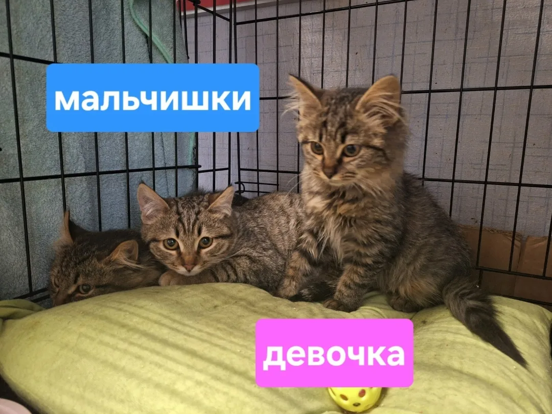 Найдена собака в Воронеже — фото питомца