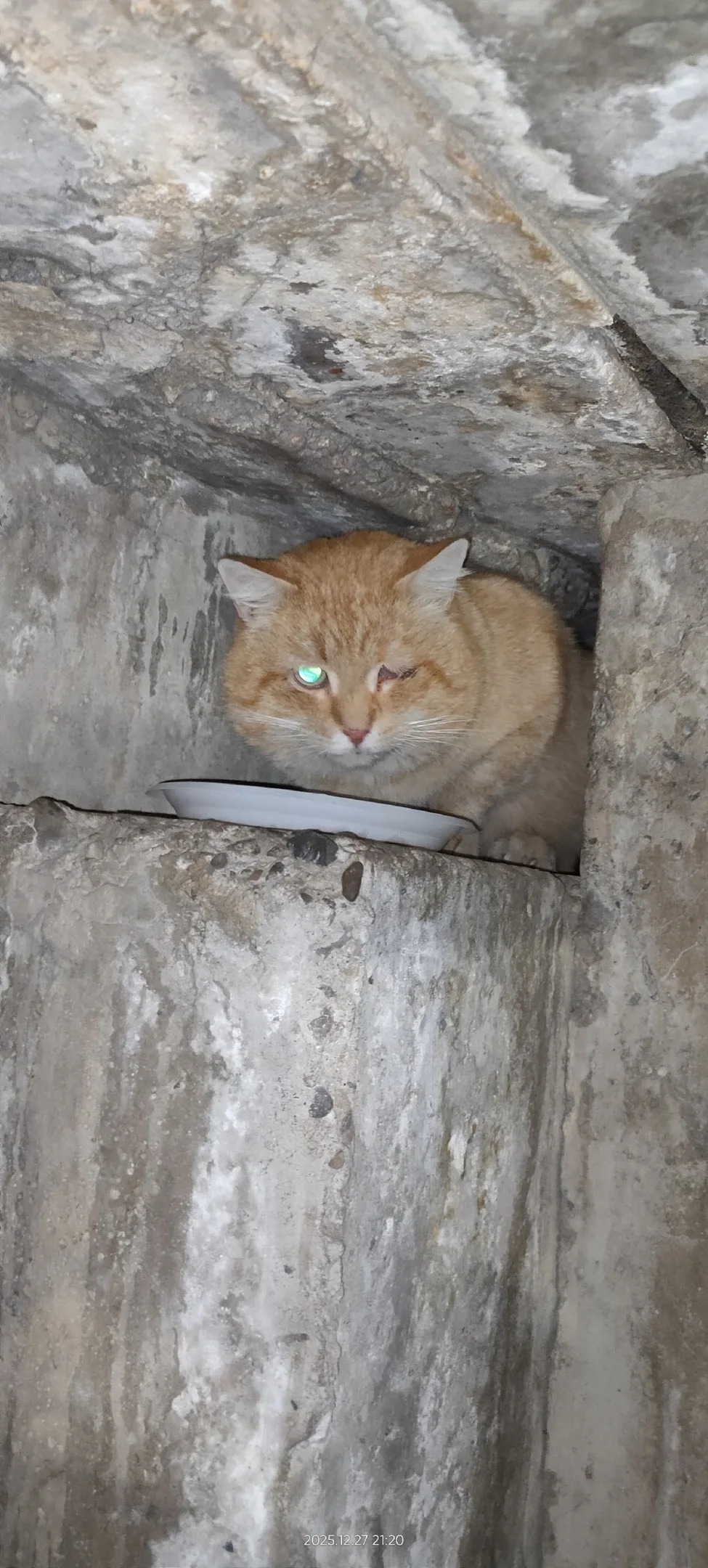 Найдена собака в Барнауле — фото питомца