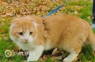Пропала кошка в Тюмени — фото питомца