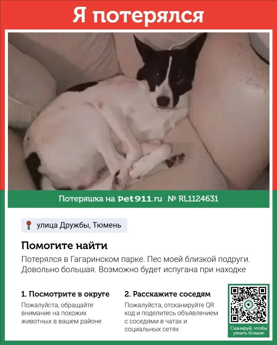 Пропала собака в Тюмени — фото питомца