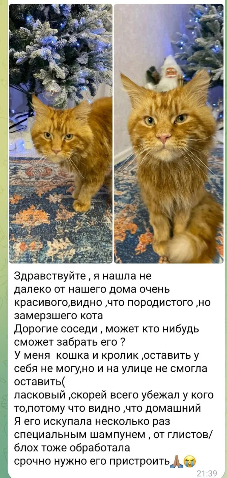 Найдена кошка в Барнауле — фото питомца