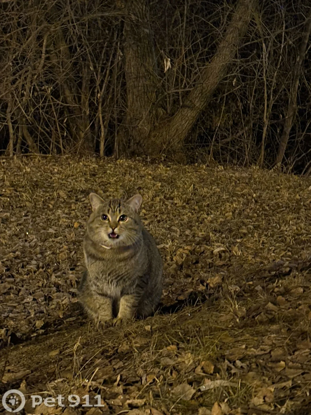 Найдена кошка в Тюмени — фото питомца
