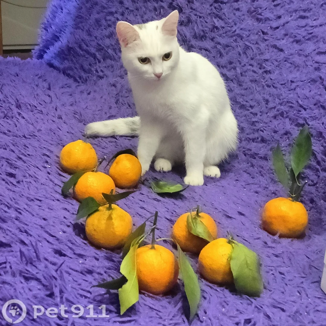 Пропала кошка в Тюмени — фото питомца