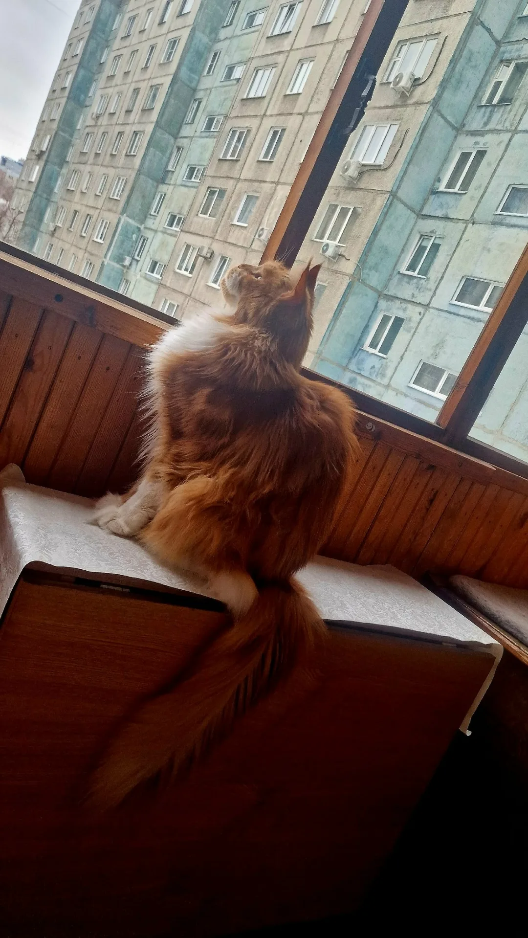 Пропала кошка в Барнауле — фото питомца