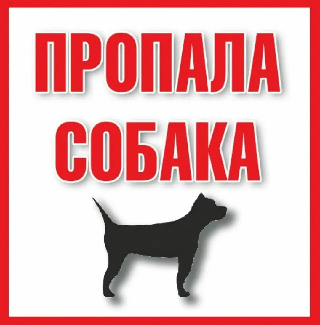 Найдена собака в Красноярске — фото питомца
