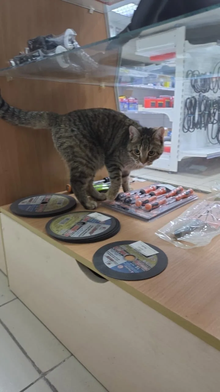 Найдена кошка в Барнауле — фото питомца