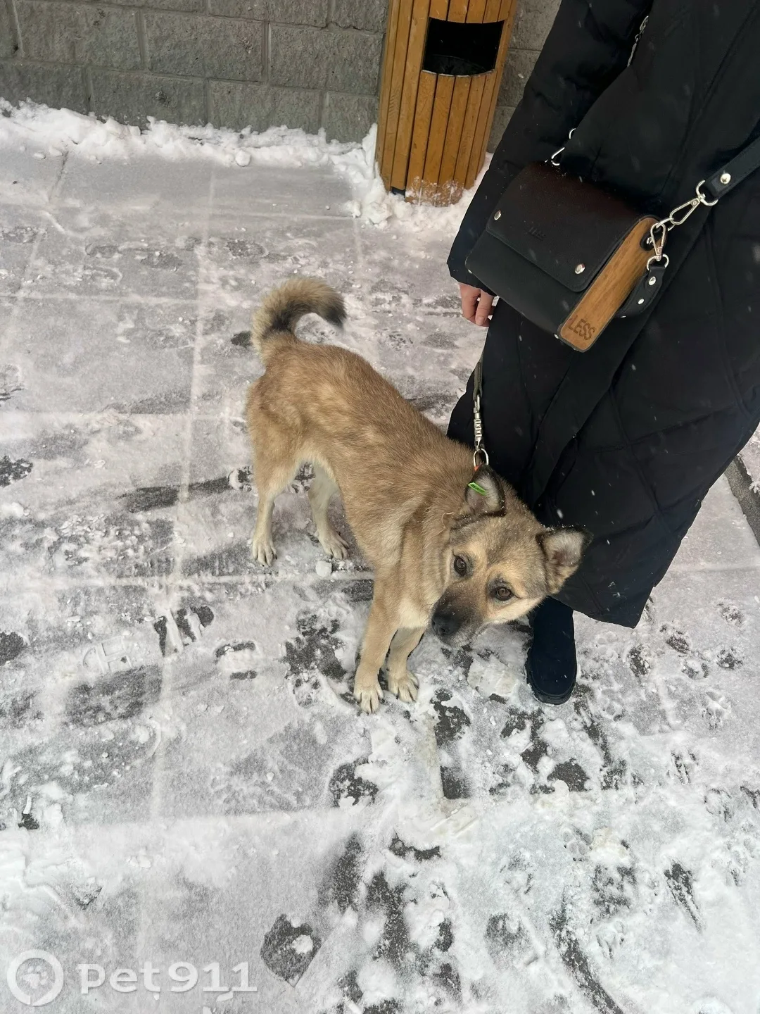 Найдена собака в Тюмени — фото питомца