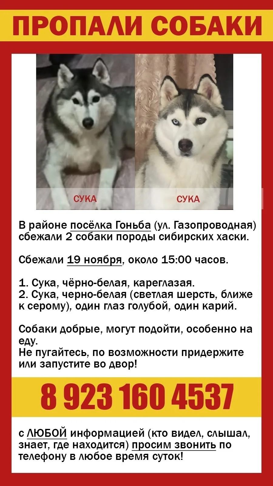 Пропала собака в Барнауле — фото питомца
