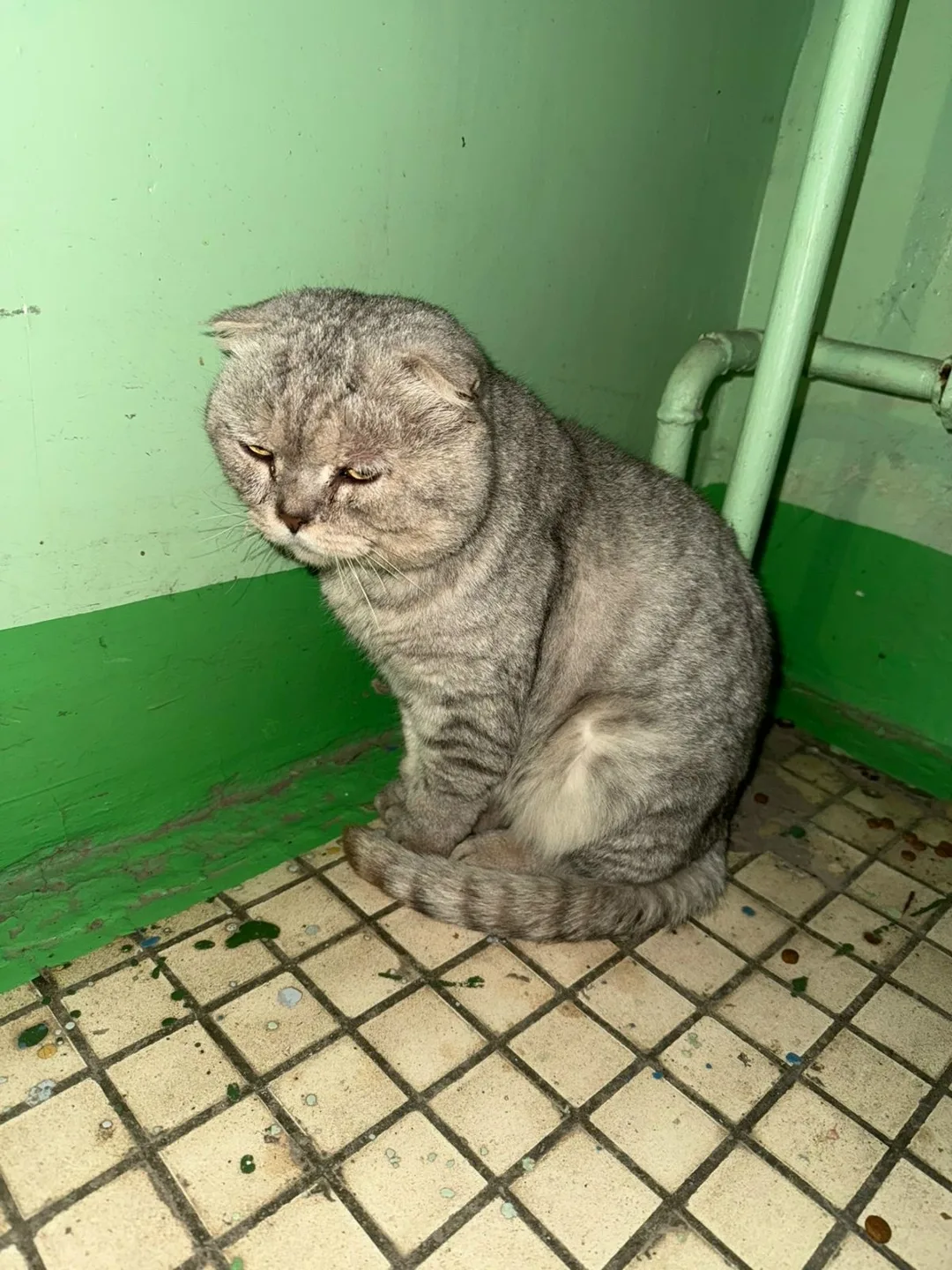 Пропала кошка в Нижнекамске — фото питомца
