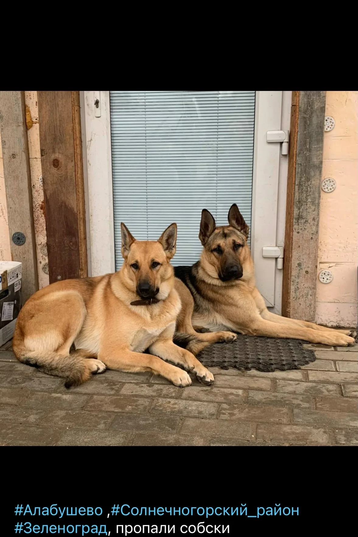 Найдена собака в Лобне — фото питомца