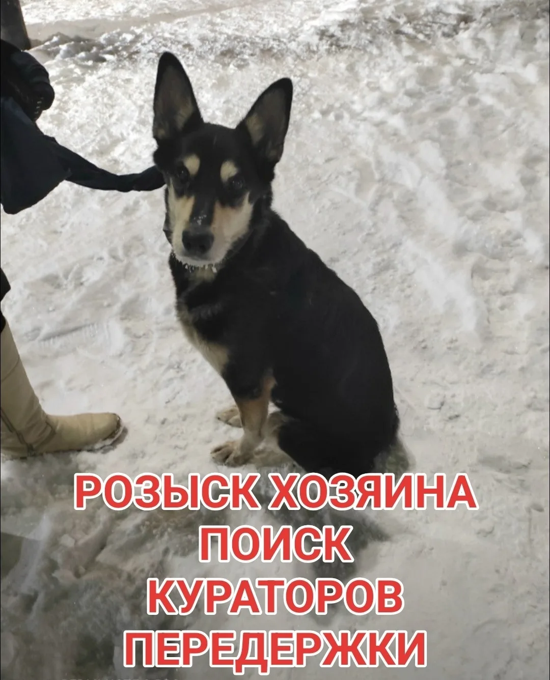 Найдена собака в Мурманске — фото питомца