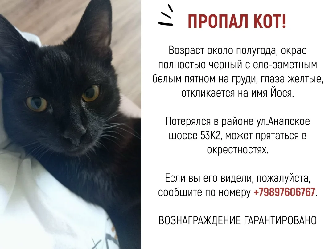 Пропала кошка в Новороссийске — фото питомца
