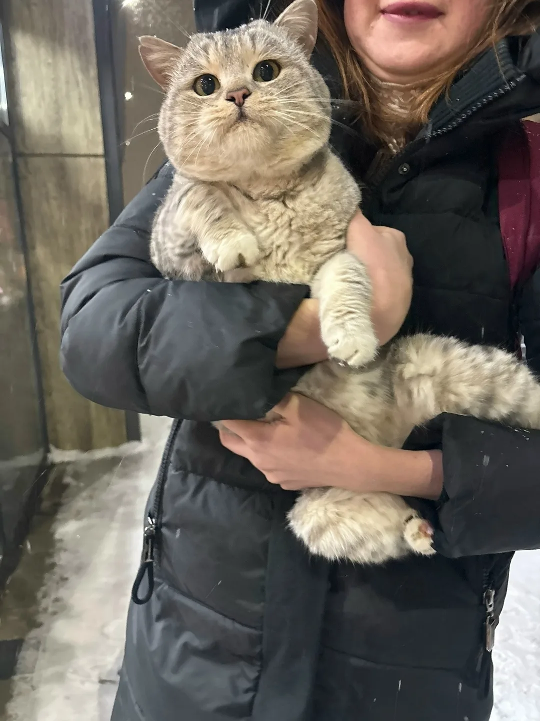 Пропала кошка в Нижнекамске — фото питомца