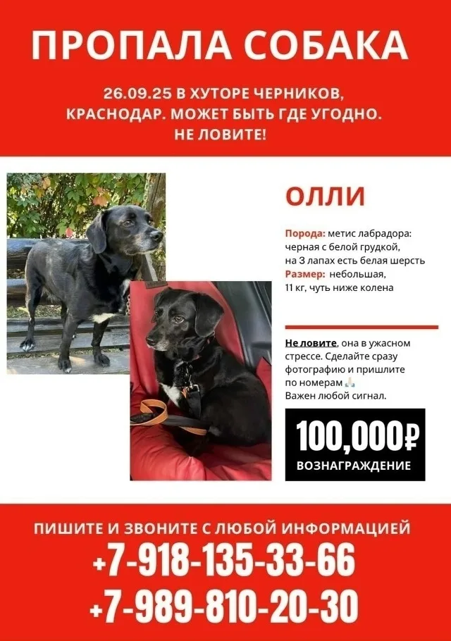 Пропала собака в Новороссийске — фото питомца