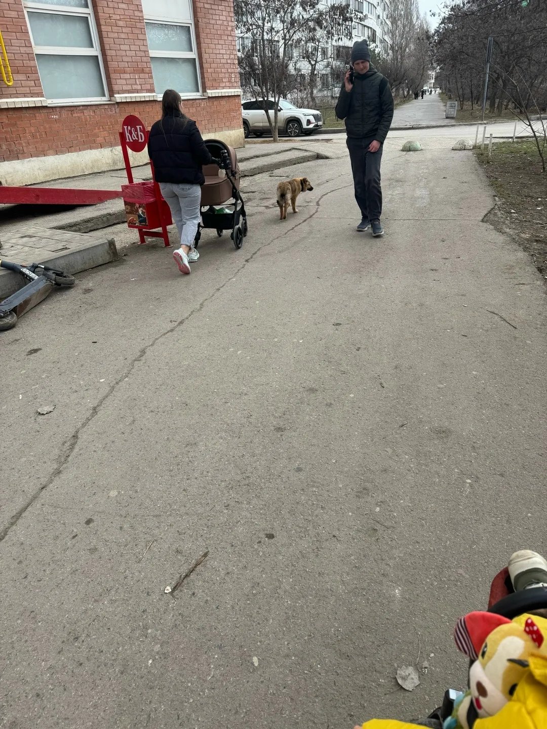 Пропала собака в Волжском — фото питомца