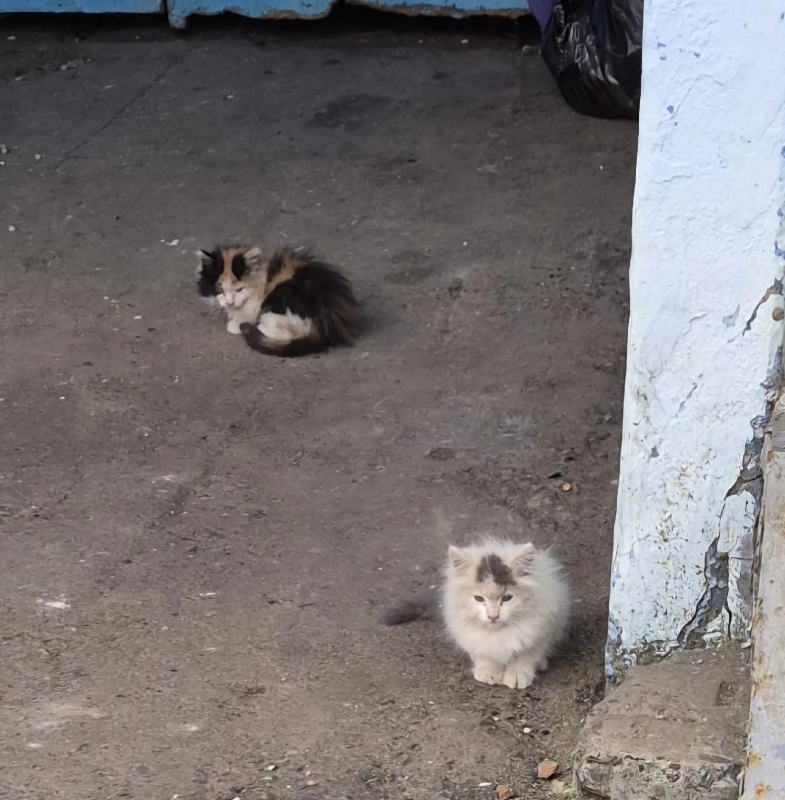 Найдена кошка в Саранске — фото питомца