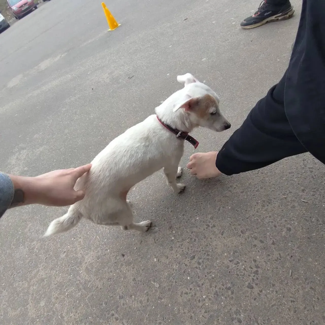 Пропала собака в Подольске — фото питомца