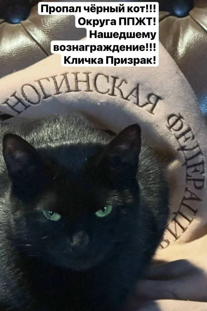 Найдена кошка в Ногинске — фото питомца