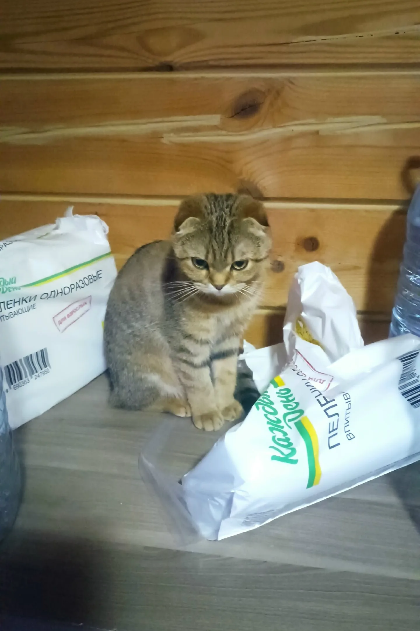 Пропала кошка в Раменском — фото питомца