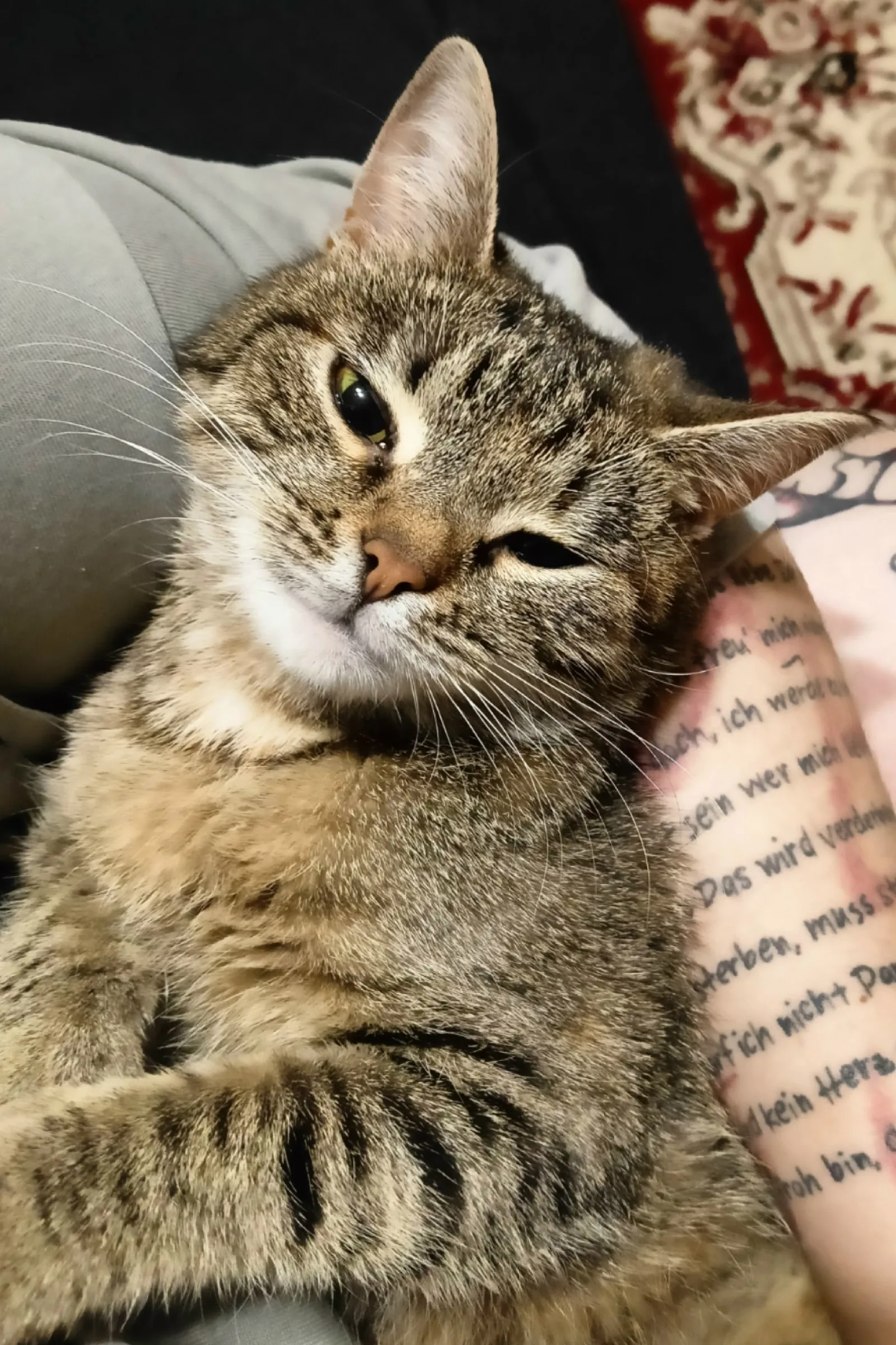 Объявление о питомце в Тамбове — фото питомца