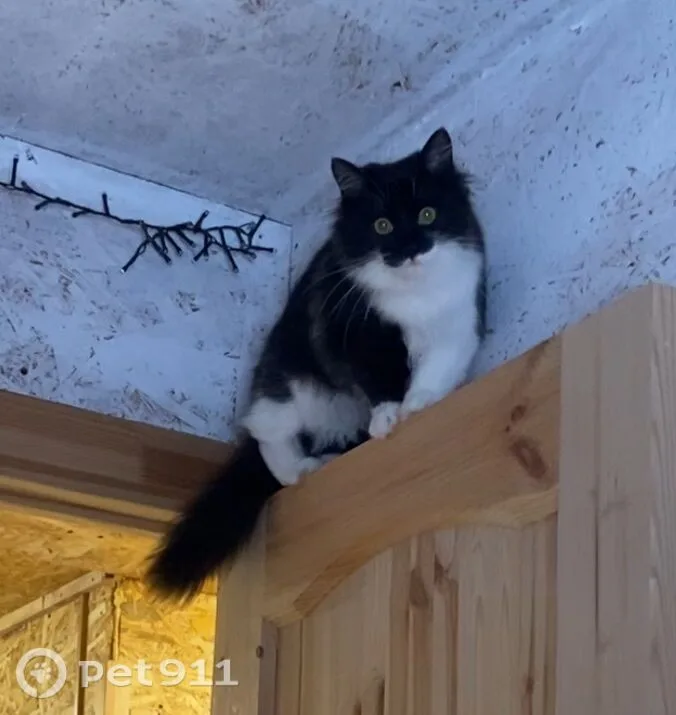 Найдена кошка в Балакове — фото питомца