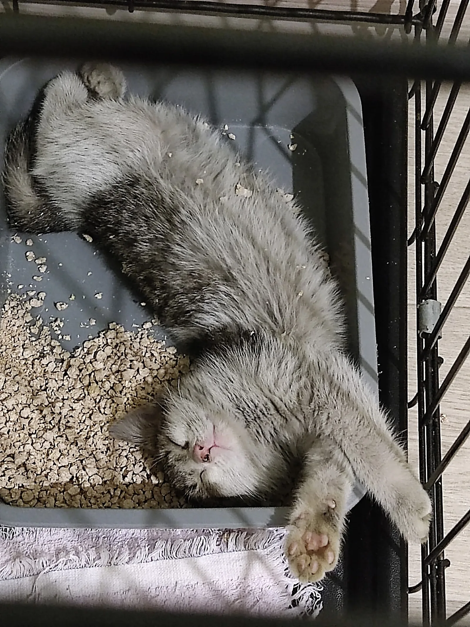 Объявление о питомце в Нижнекамске — фото питомца
