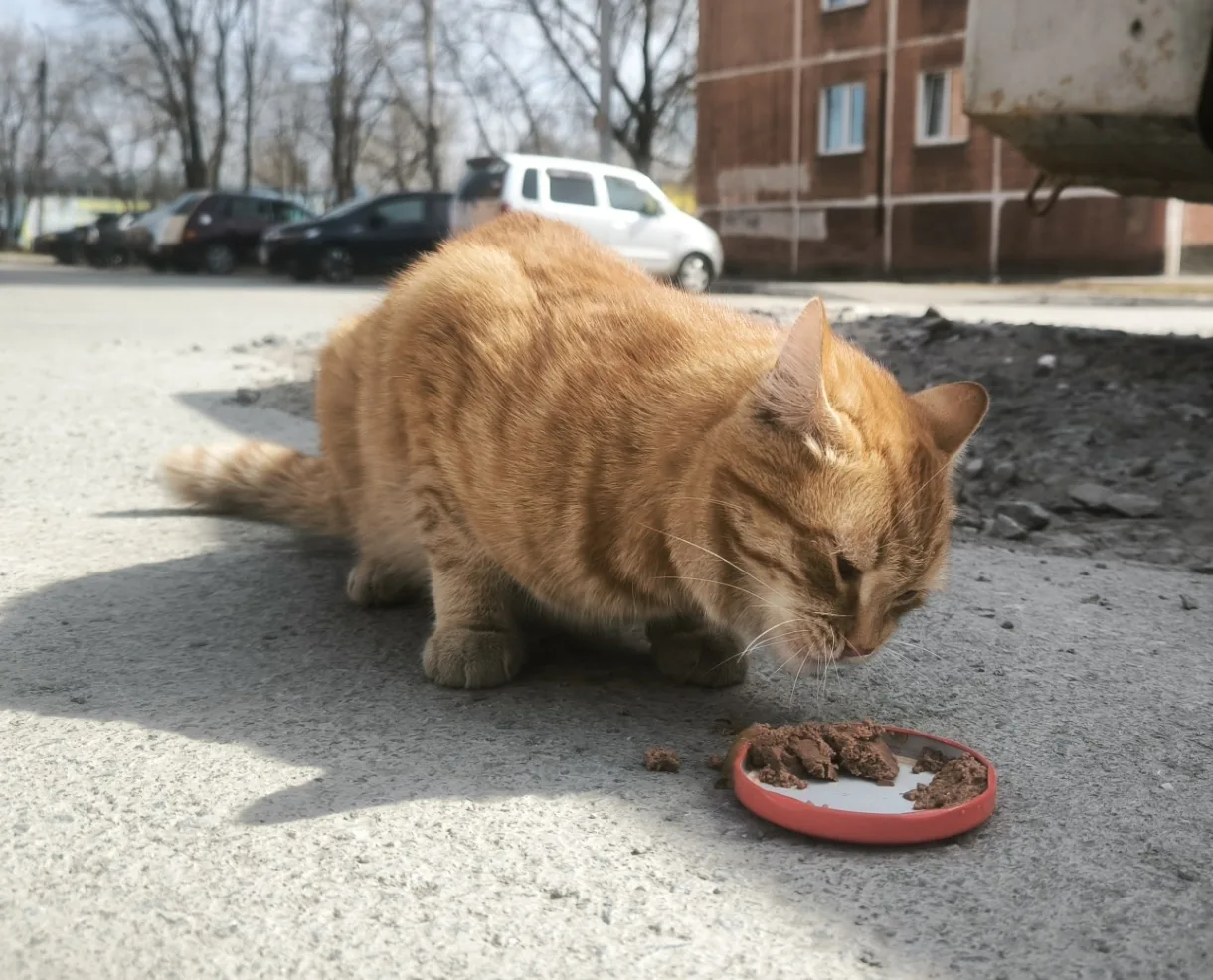 Найдена собака в Бердске — фото питомца