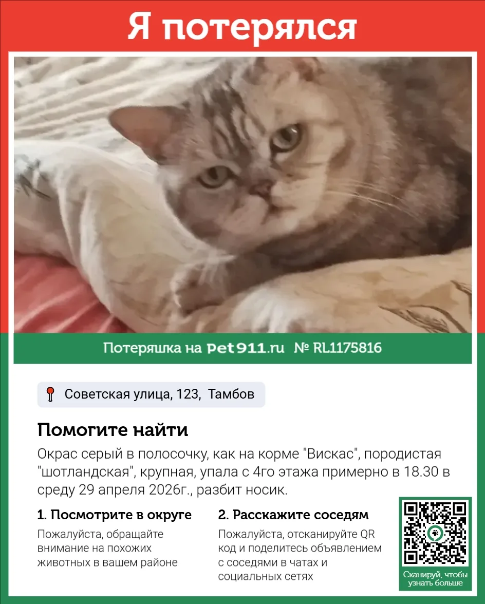Найдена кошка в Тамбове — фото питомца