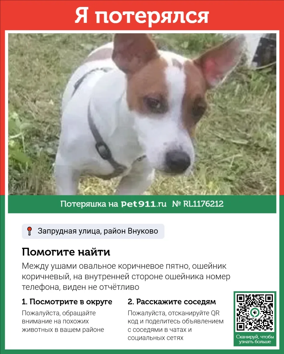 Найдена собака в Реутове — фото питомца