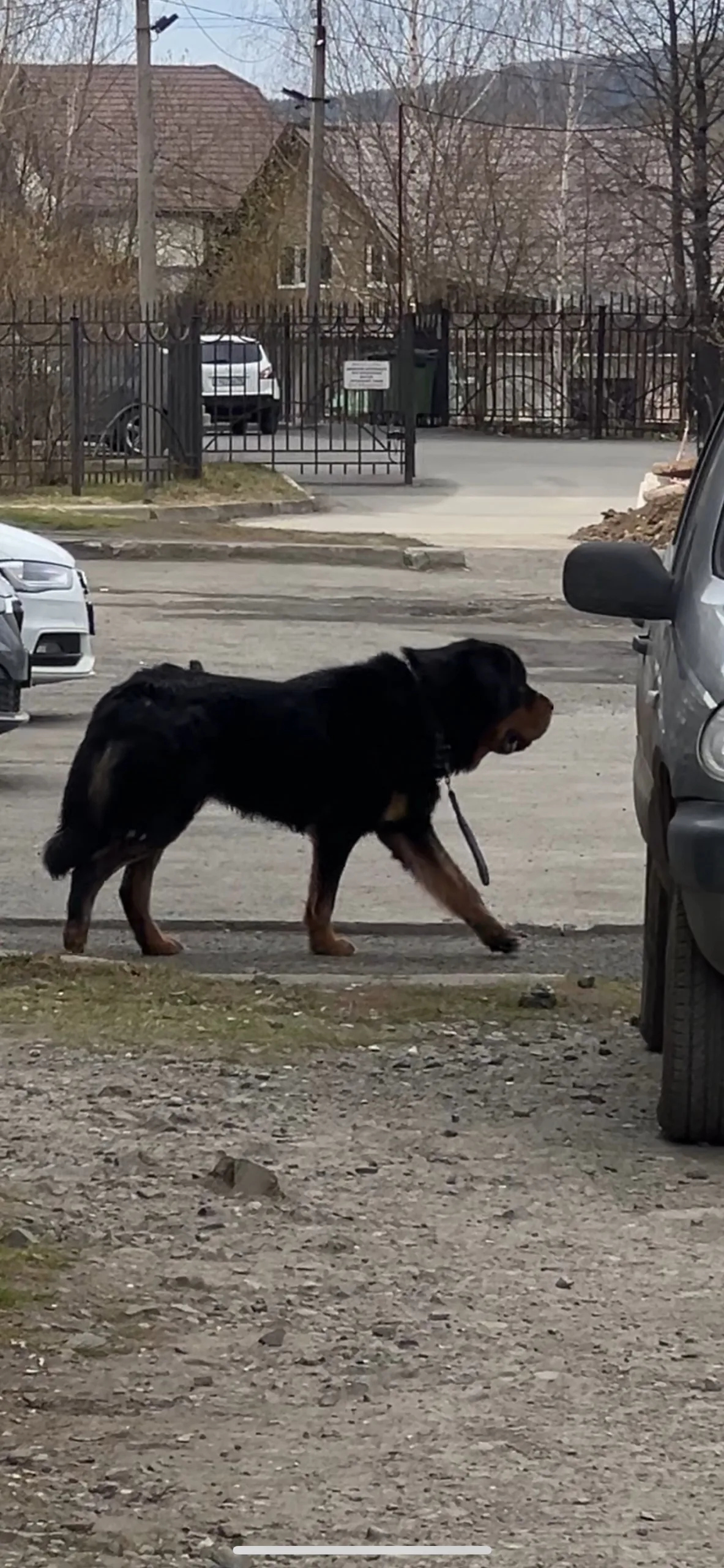 Объявление о питомце в Нижнем Тагиле — фото питомца