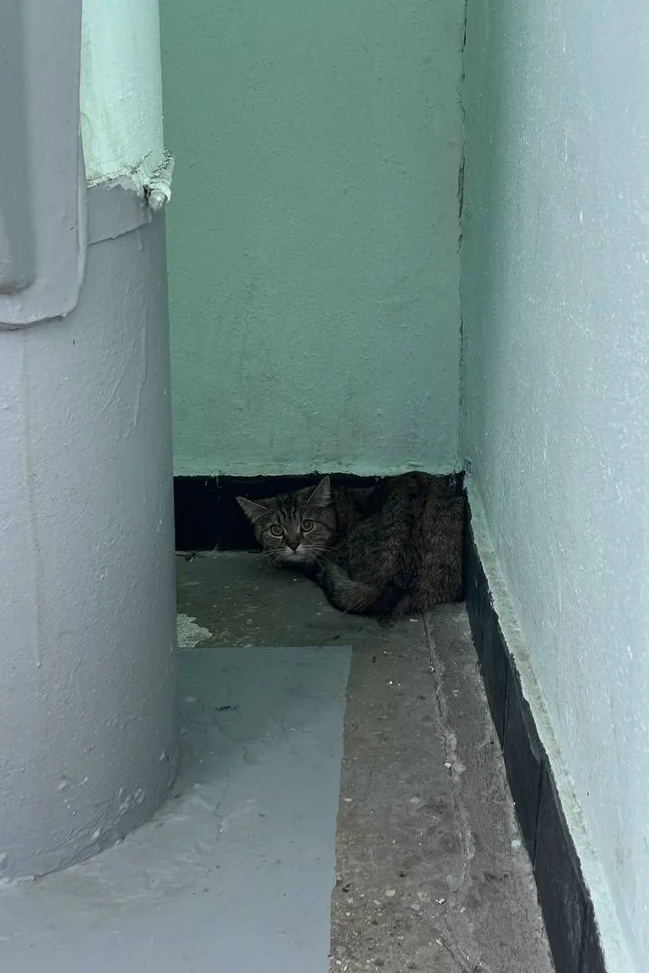 Найдена кошка в Зеленограде — фото питомца