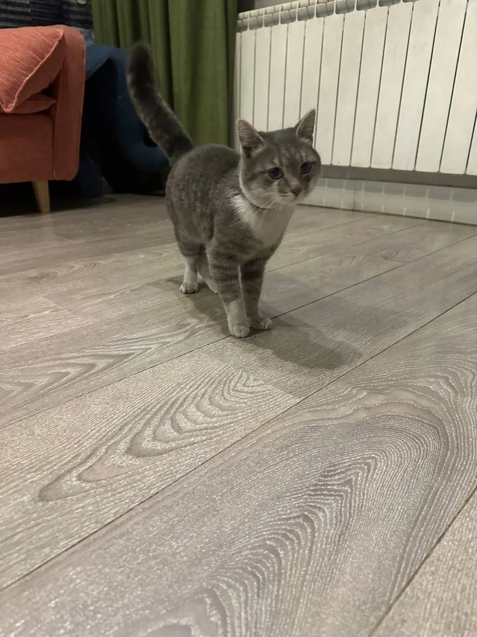 Найдена кошка в Красноярске — фото питомца