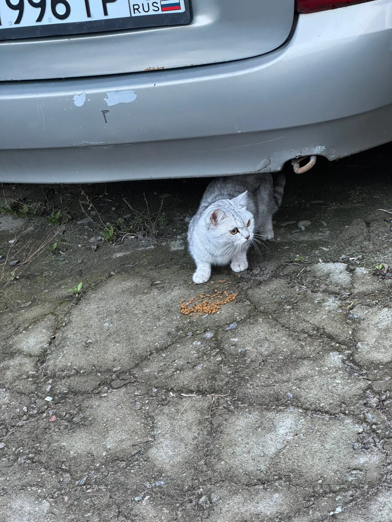 Найдена кошка в Курске — фото питомца